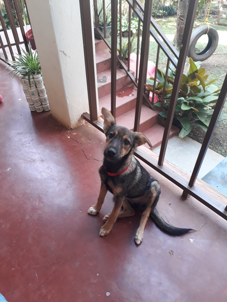 Puppy Survival Thread Part 5!