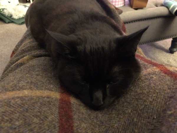 AIBU to think my cat is the cutest?