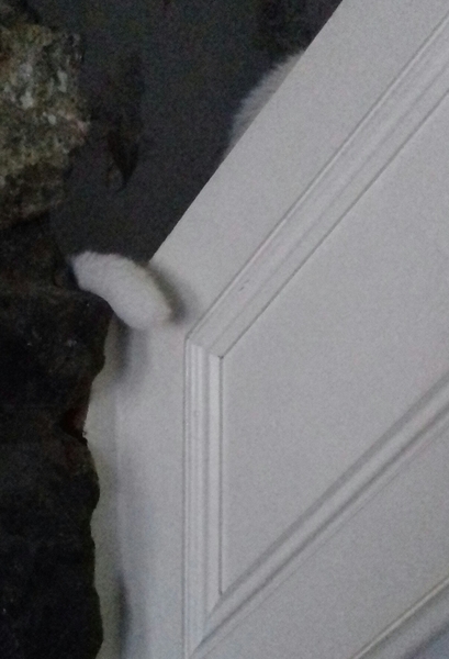 What's your DCat up to today? Episode 6, Return of the... Cats?