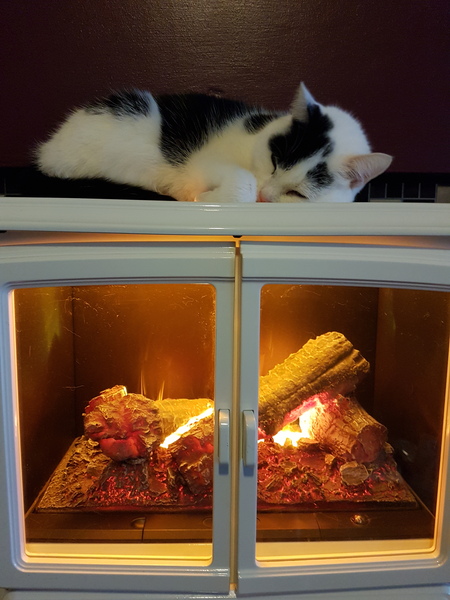 AIBU to think my cat is the cutest?