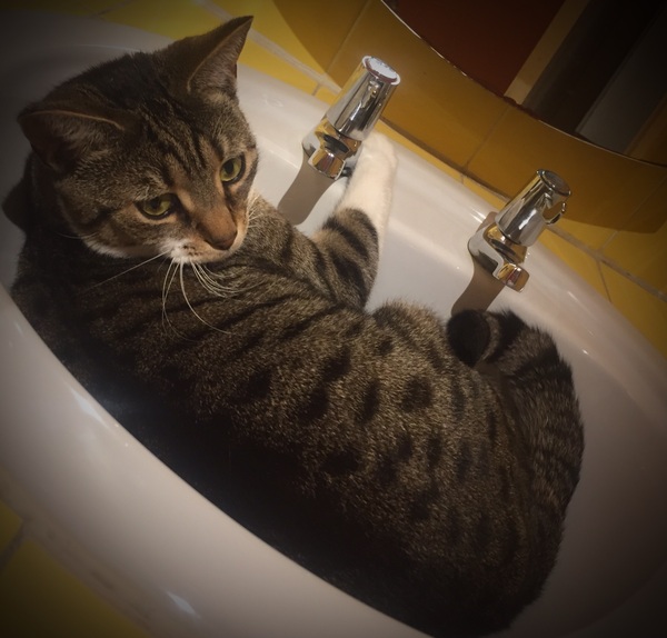 AIBU to think my cat is the cutest?