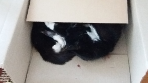 AIBU to think my cat is the cutest?