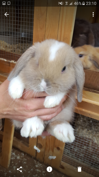 To cheer me up with photos of your pet? The first photo you have and the last?