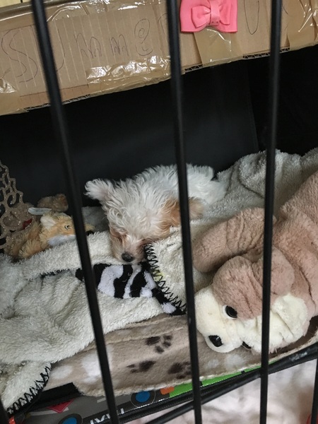 Had puppy 5 days and she is adoreable but.....