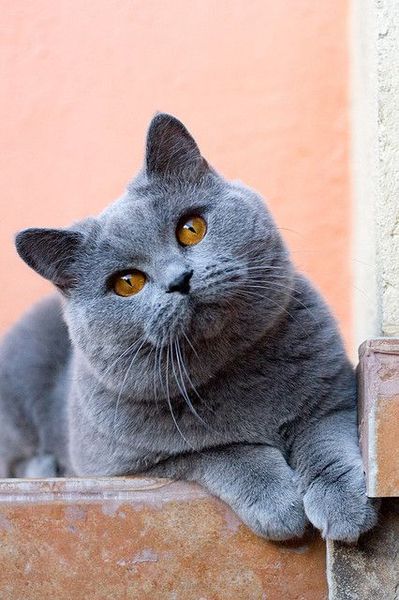 Where can I get a Grey boyfriend for the spring ?