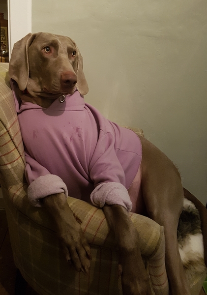 To cheer me up with photos of your pet? The first photo you have and the last?