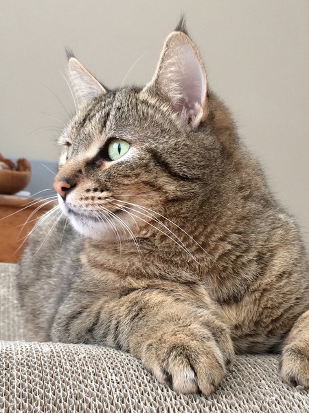 AIBU to think my cat is the cutest?