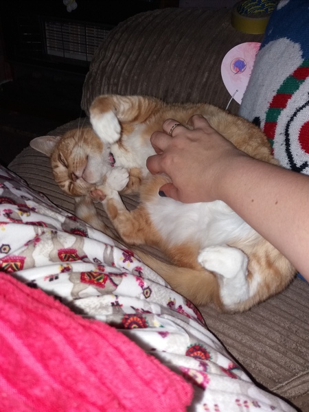 AIBU to think my cat is the cutest?