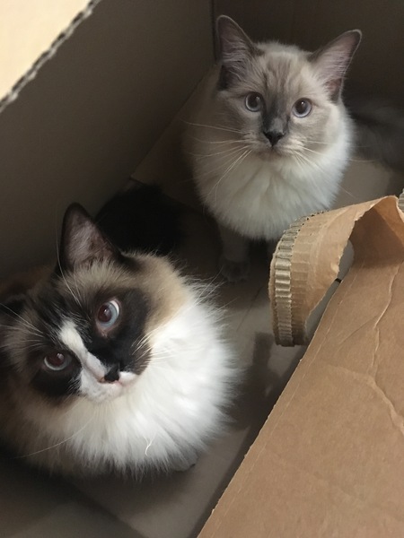 It's my kittens birthday!