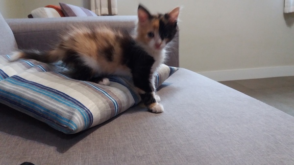 AIBU to think my cat is the cutest?