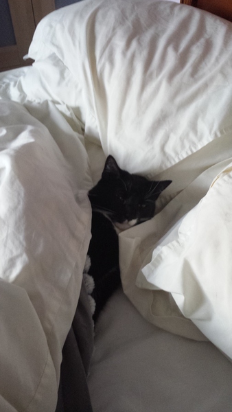 AIBU to think my cat is the cutest?