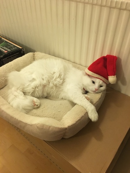 AIBU to think my cat is the cutest?