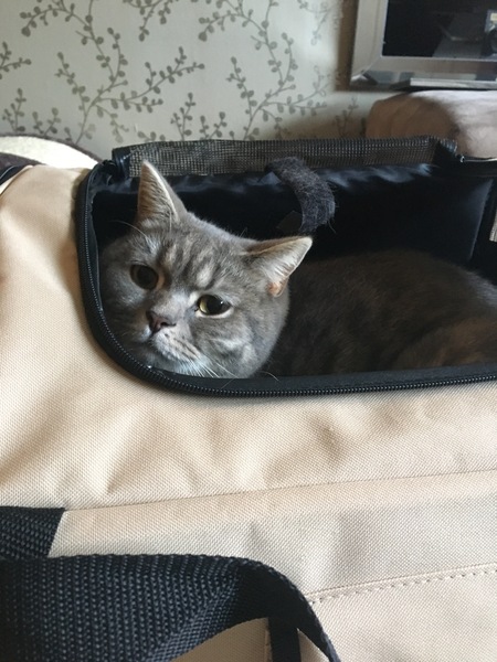 Soft vs rigid cat carrier