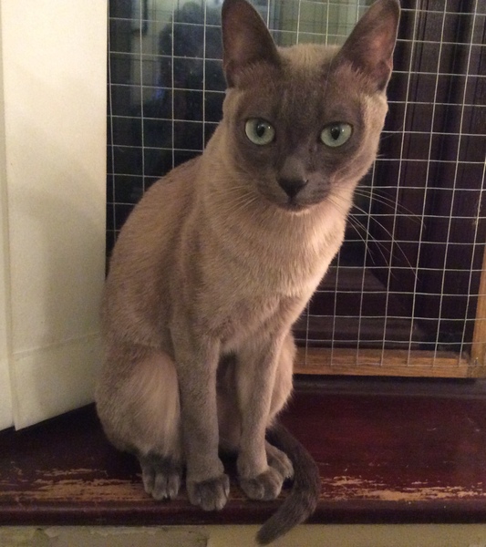 Indoor cat?