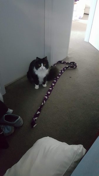 Cats waking me at night