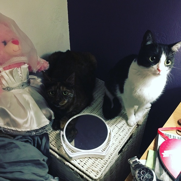 Let me see your fuzzy overlords?