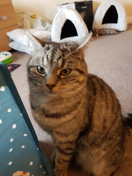 Cat limping