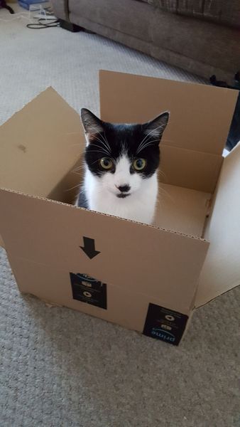 What's your DCat up to today? Episode 6, Return of the... Cats?