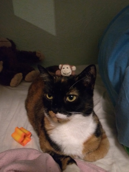 AIBU to think my cat is the cutest?