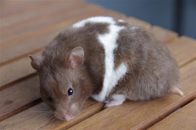 Hamster or Manx rat?