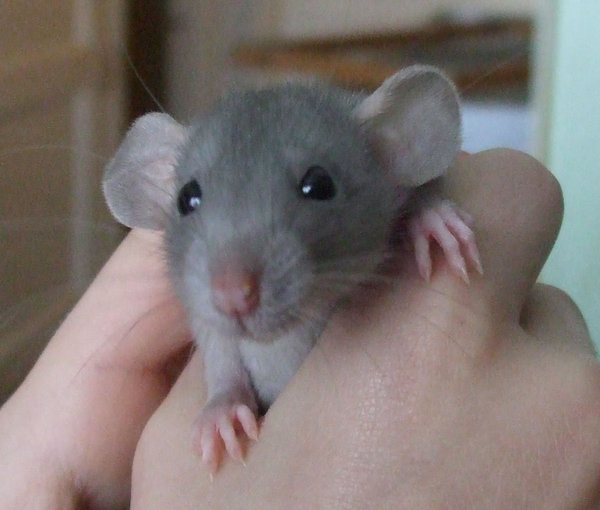 Best first pet