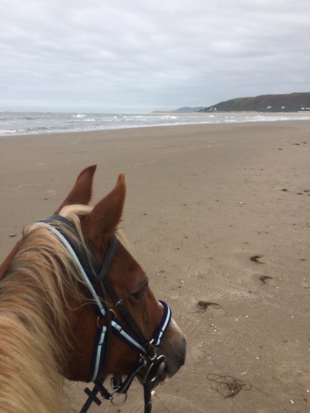 Stupid stuff your horse is scared of?