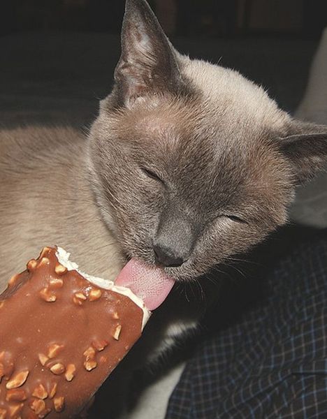 Celeb Big Brother Thread 9 - For the love of parmesan, stop messing with the noms!!