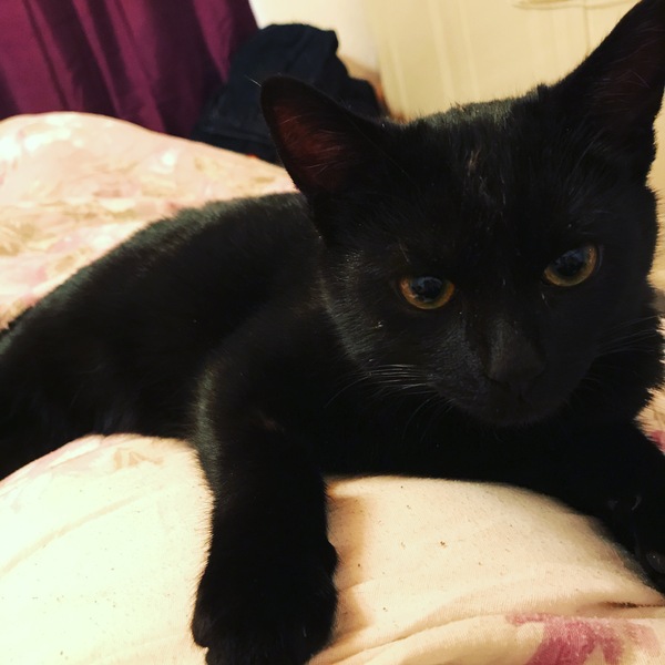 Let me see your fuzzy overlords?