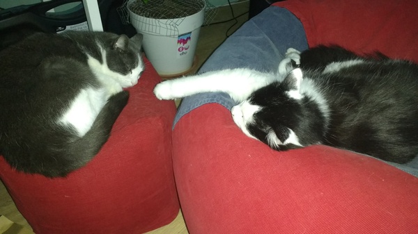 What's your DCat up to today? Episode 6, Return of the... Cats?