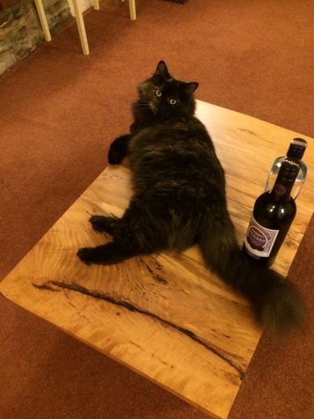 What's your DCat up to today? Episode 6, Return of the... Cats?