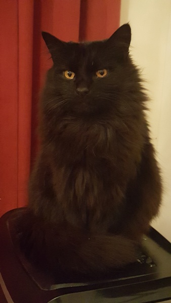 What's your DCat up to today? Episode 6, Return of the... Cats?