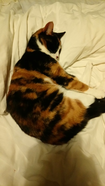 Tortie or calico?