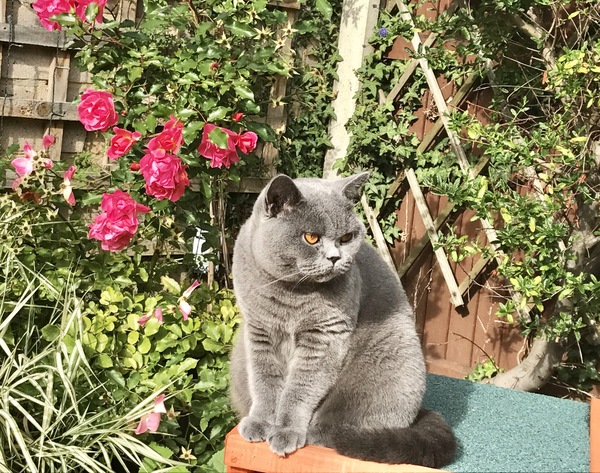 Let me see your fuzzy overlords?