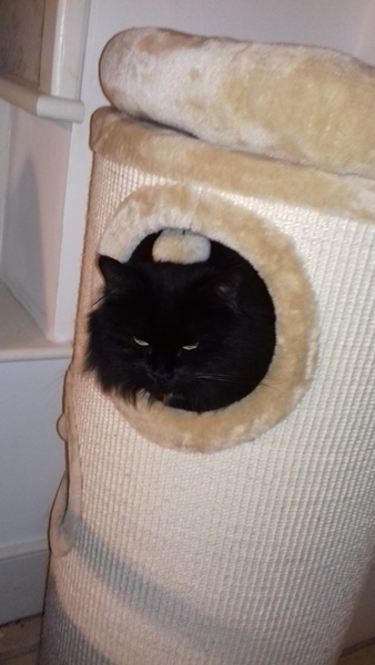 New cat tree.