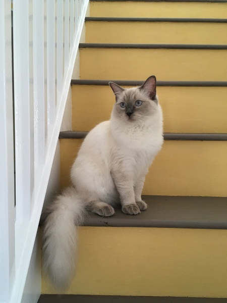 AIBU to think my cat is the cutest?