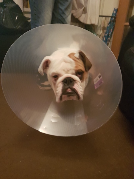 Puppy Survival Thread Part 5!