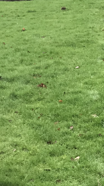 Ruined lawn