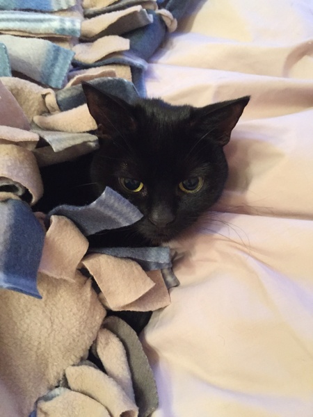 Inspirational women, kittens and puppies thread