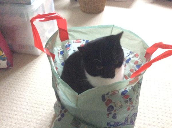 AIBU to think my cat is the cutest?