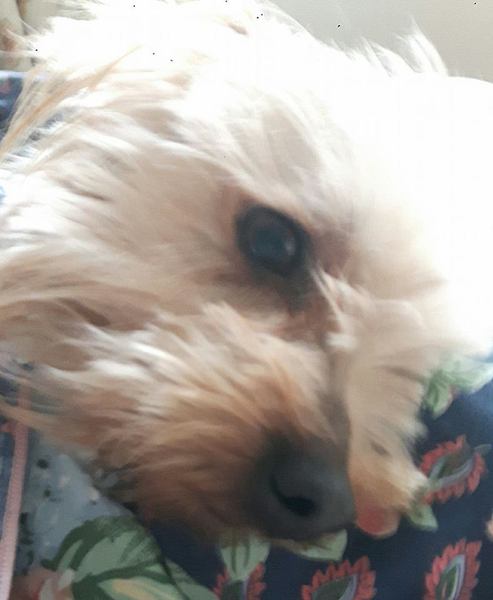 What does your dog do all day?
