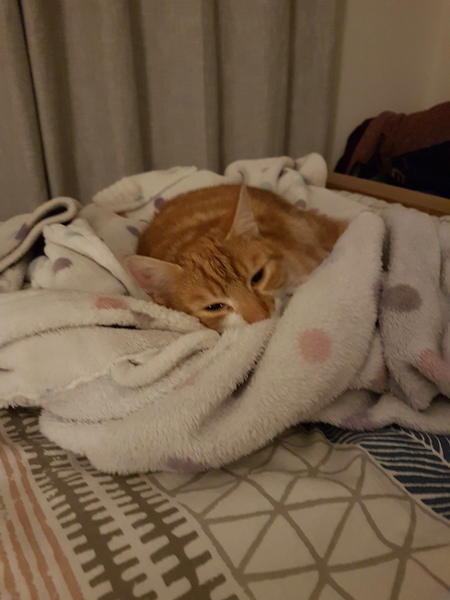AIBU to think my cat is the cutest?