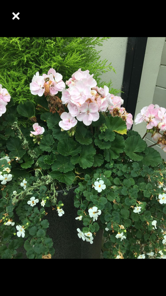 Can anyone identify the other plants to geranium in this lovely window box?