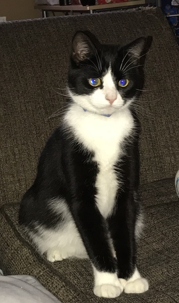 AIBU to think my cat is the cutest?