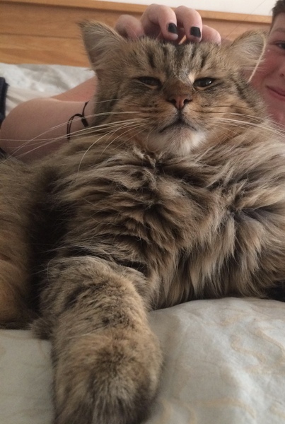 AIBU to think my cat is the cutest?