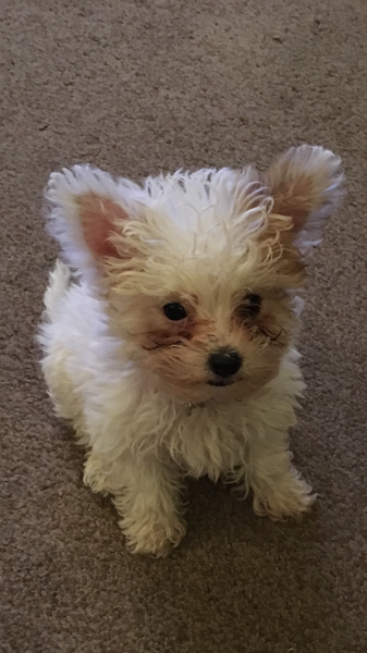 i really really love my puppy.   That is all.