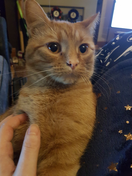 AIBU to think my cat is the cutest?