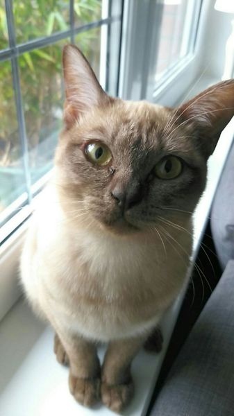 AIBU to think my cat is the cutest?