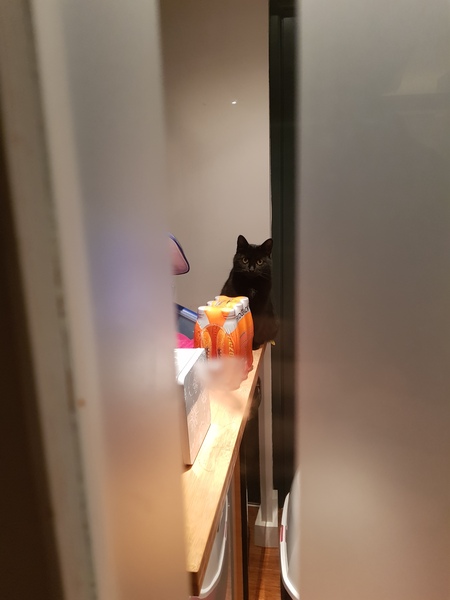 Reluctant cat flap user
