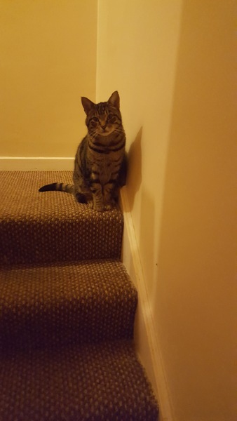 AIBU to think my cat is the cutest?