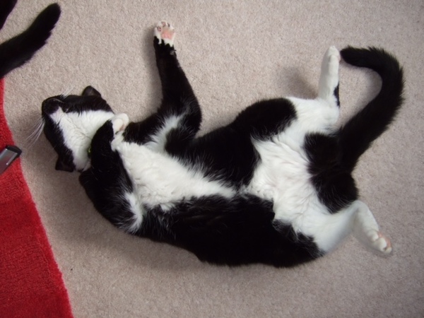 AIBU to think my cat is the cutest?